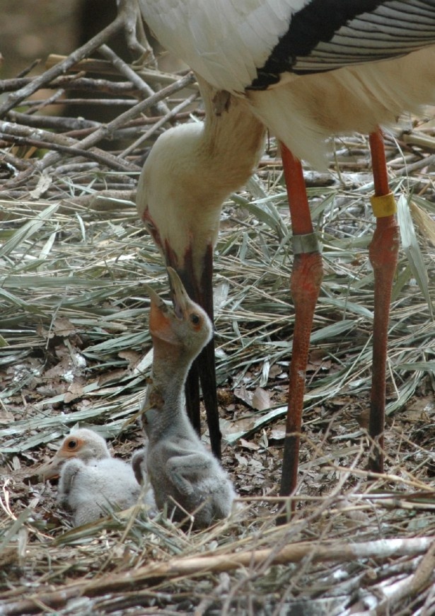 画像2 4 可愛い姿に癒される 多摩動物公園で動物の赤ちゃんを公開中 ウォーカープラス