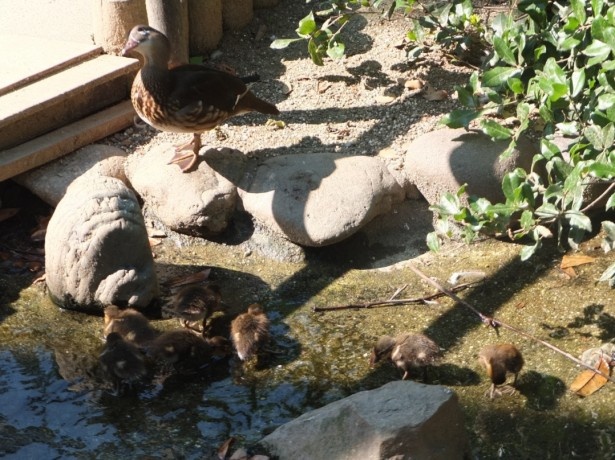 水浴びに挑戦するひなたちと見守る親鳥