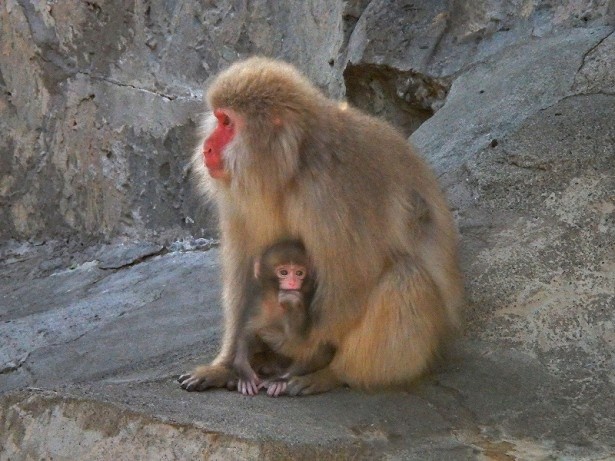 まるで人間の赤ちゃんのように指をくわえるニホンザルの赤ちゃんと赤ちゃんを守るお母さん