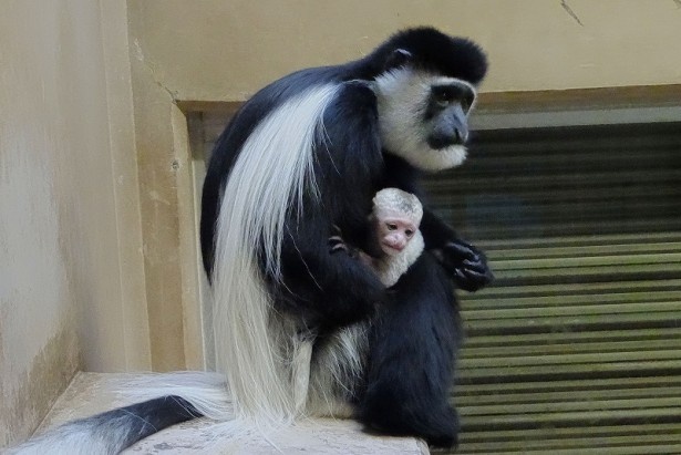 しっかりと赤ちゃんを抱きしめるアビシニアコロブスのお母さんと真っ白な体の赤ちゃん