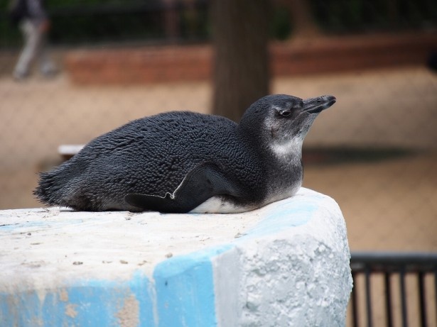 まだ体の模様がハッキリしていないケープペンギンの赤ちゃん