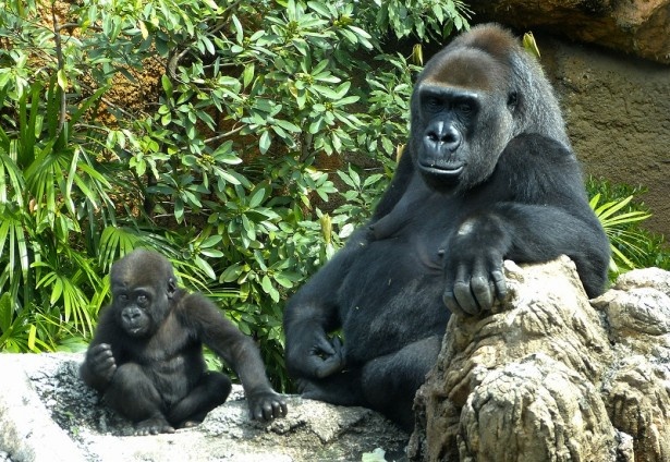 画像2 9 見たらにんまりしちゃう 上野動物園で赤ちゃんたちが続々誕生 ウォーカープラス