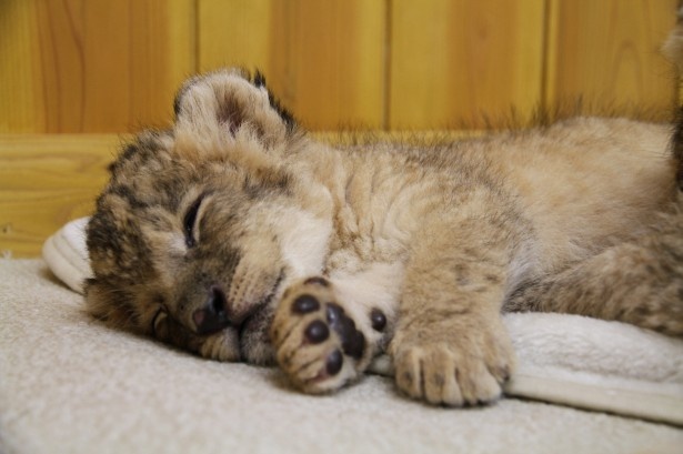 【写真を見る】肉球が!!すやすや眠る赤ちゃんライオン