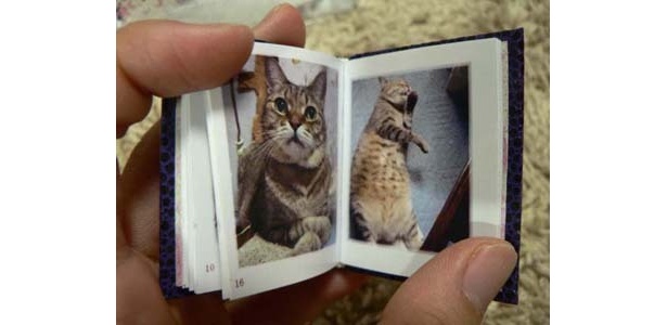 猫の写真集。ページをめくるのも楽しい