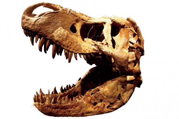 画像1 / 5＞関東初上陸！世界最大級のティラノサウルス“実物頭骨”はド迫力!!｜ウォーカープラス
