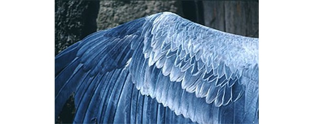 羽根は美しい青色