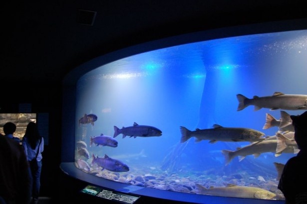 【写真を見る】山の水族館として一躍有名になった北見市にある「北の大地の水族館」。北海道の一部でしか生息が確認されていない幻の魚イトウを40匹も飼育している