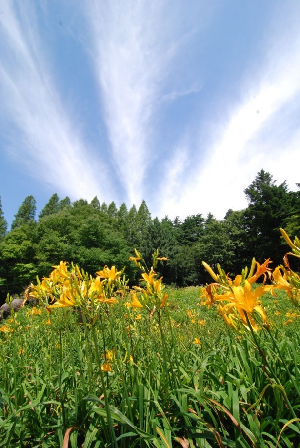 六甲高山植物園
