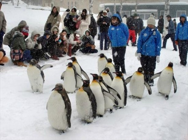 「旭山動物園」は、日本での動物園ランキングで1位に、アジアの動物園ランキングででは7位に選ばれた