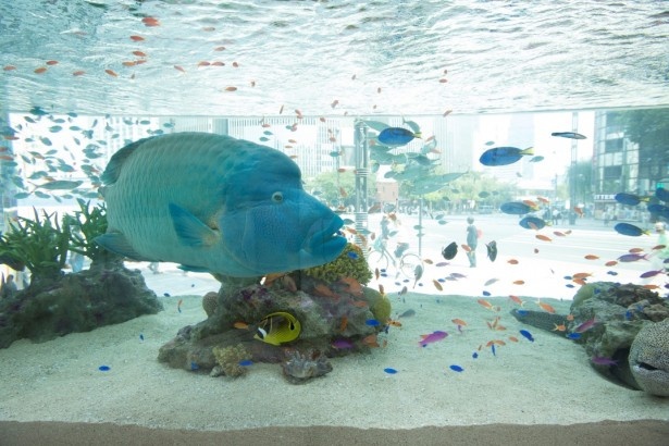 美ら海水族館が体験できるイベントをソニービルで開催中
