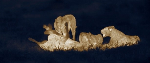 【写真を見る】高解像度の暗視カメラで夜の間に狩りをするライオンの実態に迫る。「初公開！知られざる夜のライオン」（ナショナル ジオグラフィック チャンネル）
