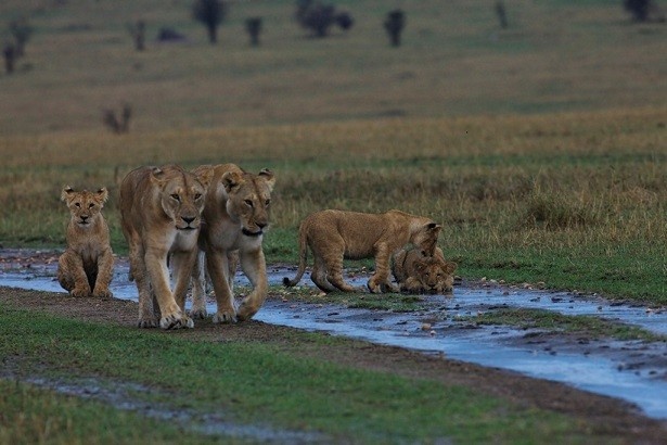 狩りの技術を習得中のライオンの子供たち。「初公開！知られざる夜のライオン」（ナショナル ジオグラフィック チャンネル）