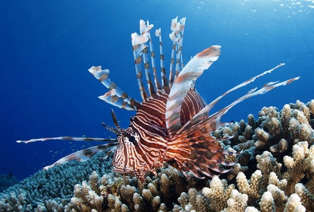 普段はなかなかお目にかかれない魚、ハナミノカサゴなどを展示