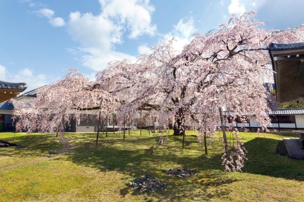 醍醐寺のしだれ桜
