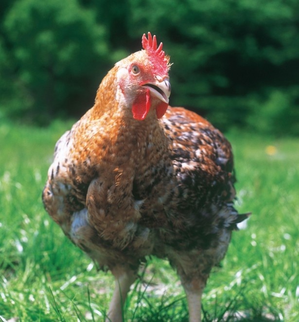 親鳥もともに純国産種の100％国産の岩手県産純和鶏