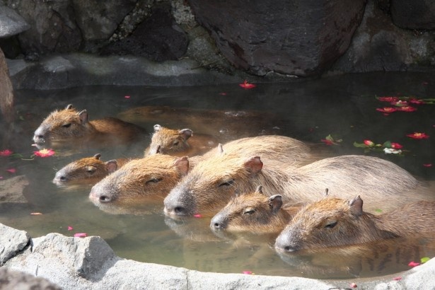 伊豆シャボテン公園“元祖カピバラの露天風呂”がリニューアル