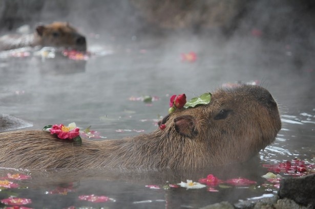 【写真を見る】花びらを頭に載せて入浴するカピバラが愛くるしい。園内でカピバラが初めて温泉に浸かったのは、1982年の冬のことだそう
