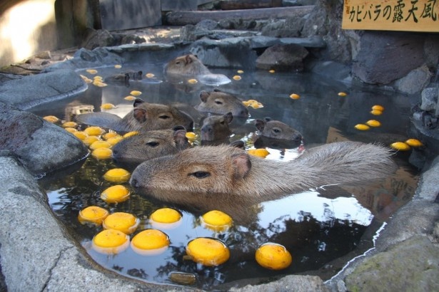 画像3 3 伊豆シャボテン公園 元祖カピバラの露天風呂 がリニューアル ウォーカープラス