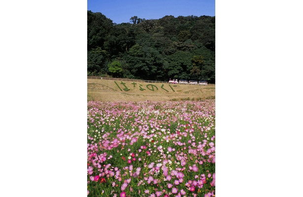 神奈川エリア屈指の花名所 くりはま花の国 コスモス園 がオープン ことしの見ごろは9月下旬ごろから ウォーカープラス