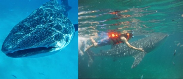 ジンベイザメの養殖に世界で唯一成功しているオスロフにて、生まれて初めてジンベイザメと泳いた。やさしい瞳が印象的だった