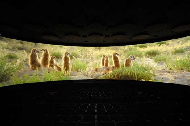 【写真を見る】日本最大級のフロントスクリーン「シアター23. 4」で、「ザ・ミーアキャット」が上映中