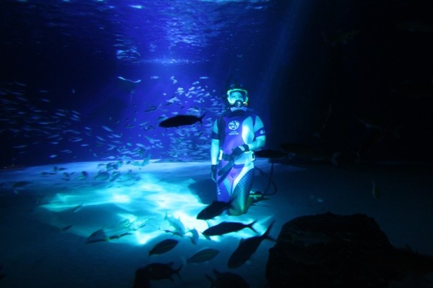 【写真を見る】水中パフォーマンスタイムは18時15分から約10分間。ダイバーが夜の魚たちの様子を紹介