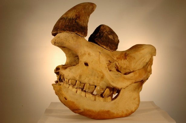 画像4 5 10 12 日 13 月 ホネホネサミット14 開催 生命の神秘がいっぱい 驚きの骨格標本の世界 1 ウォーカープラス
