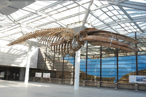 大阪市立自然史博物館のポーチの天井に吊り下げられたナガスクジラの骨格標本