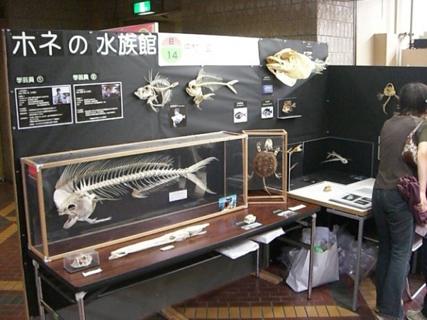 前回のホネホネサミットの様子。今回はどんな展示が見られるかな？