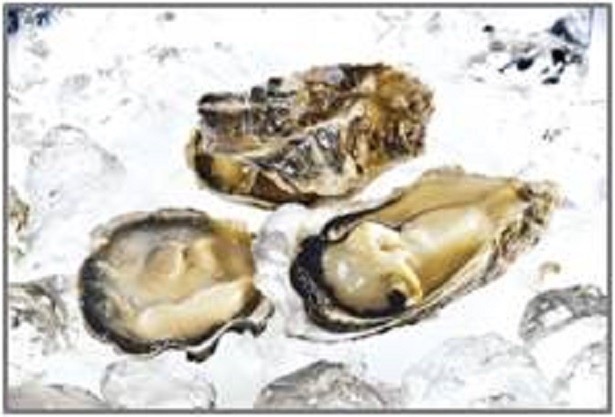 新鮮でジューシーな味わいの広島産カキ