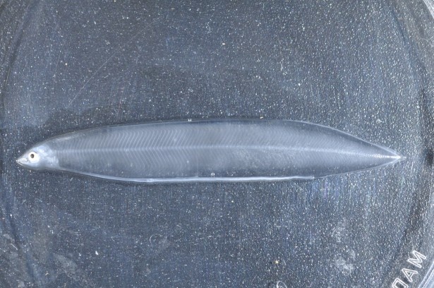 1号館3Fで見られるニホンウナギの幼魚。いままでは研究室などでのみの公開だった