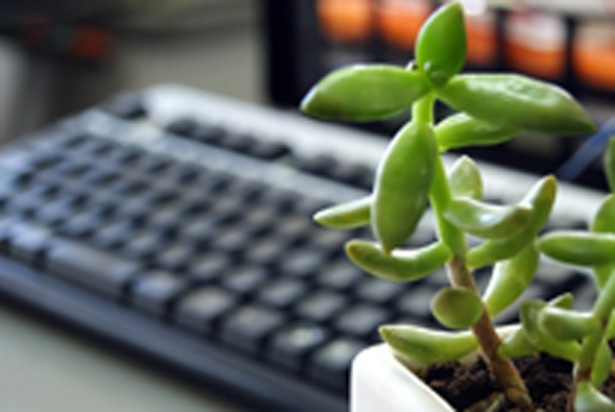 植物の緑色は人間にリラックス効果をもたらし、パソコン作業で疲れた目を癒してくれる