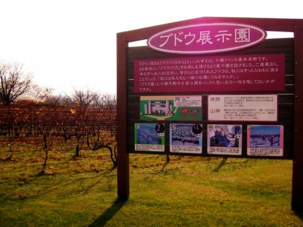 ワイン城の敷地内にはブドウ展示園もある　