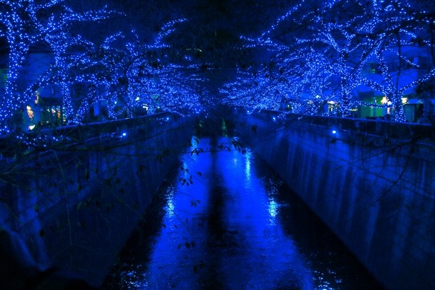 桜の木に取り付けられたブルーライトを浴び、川面が青く輝く