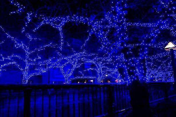 約500mの桜並木に40万球のLEDを設置。上流側がおすすめだ