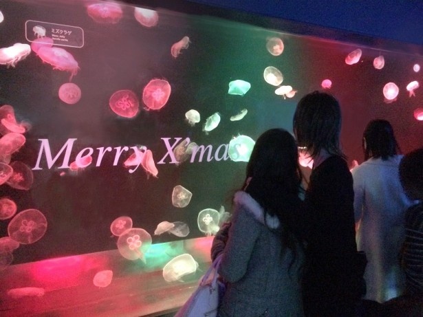 ミズクラゲの水槽を、赤と緑に移り変わる照明でライトアップする｢クラゲのメリークリスマス｣(12月25日まで終日展示)
