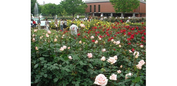 赤、白、黄、ピンクetc.2000本のバラたちの美の競演にうっとり