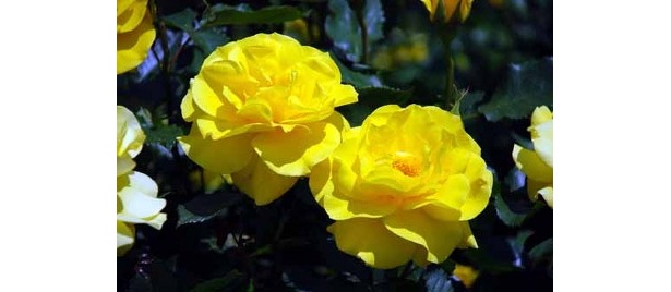 フリージア。鮮やかな濃い黄色の花をつけ、強く甘い香りを漂わせる人気の品種