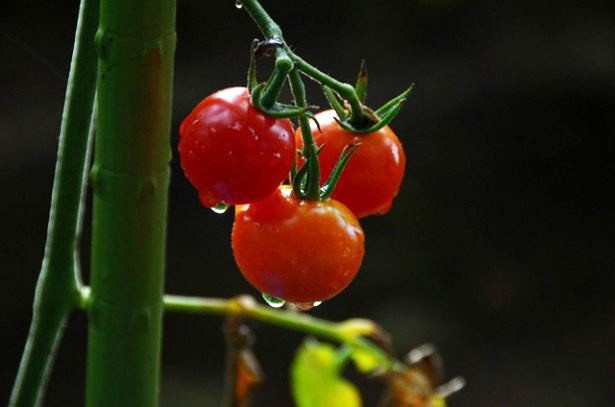 高栄養価「機能性野菜」を食べてメタボ予防！