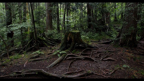木曽のヒノキ。200～300年という年月をかけて成長する樹木も、2000年続いてきた伊勢の循環の一つ