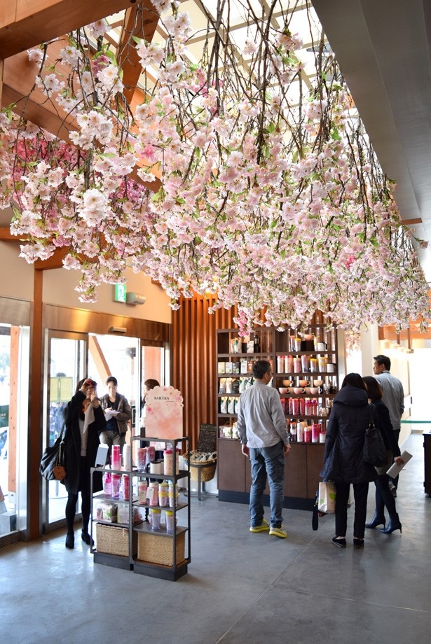 天井に施された無数の桜が印象的