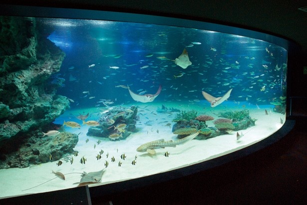 池袋駅から徒歩10分以内で行ける「サンシャイン水族館」