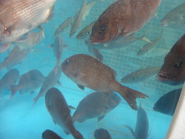 テント内のいけすでは、生きたまま運び込まれた魚が活きよく泳ぐ