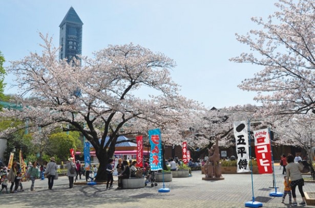 名古屋市内のサクラ名所、東山動植物園。イベントやコアラの新施設にも注目！