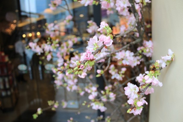 店の入り口には本物の桜の木を配置。ベニヨシノサクラなど、見ごろの品種が週ごとに楽しめる