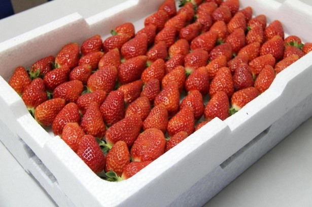 和歌山県生まれの高級イチゴ「まりひめ」は真っ赤な色合いが美しい！