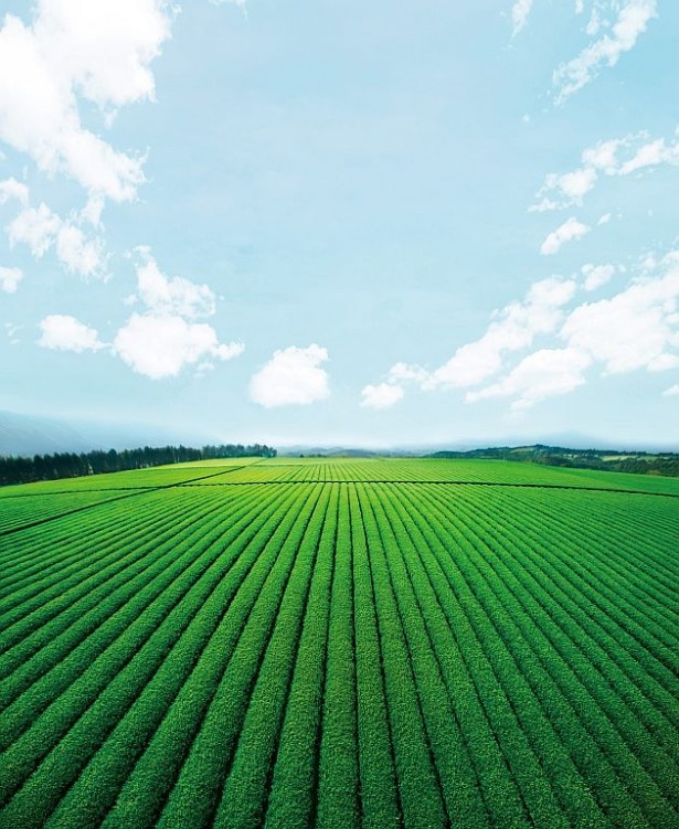 大分県の「お～いお茶」専用茶畑では、伊藤園の社員と生産者が二人三脚で、茶葉の状態を日々チェックする