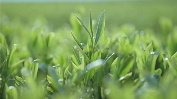 地道な努力の積み重ねにより、旨味と香りがぎゅっと詰まった茶葉が育ち、香り高い「お～いお茶」専用茶葉の増量が可能に！