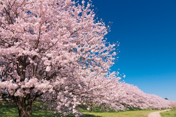 画像2 15 春の絶景が埼玉に 青空 桜 菜の花のコントラスト ウォーカープラス