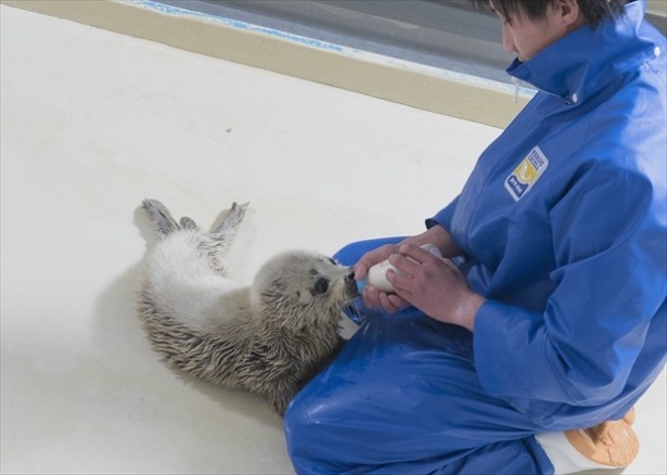 【写真を見る】親代わりの飼育員が赤ちゃんを人工哺育中！
